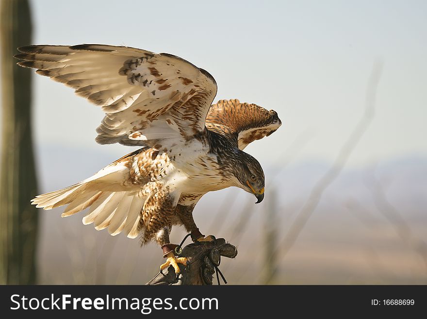 A captive Ferruginous Hawk (Buteo regalis) female taking off during an flight show. A captive Ferruginous Hawk (Buteo regalis) female taking off during an flight show