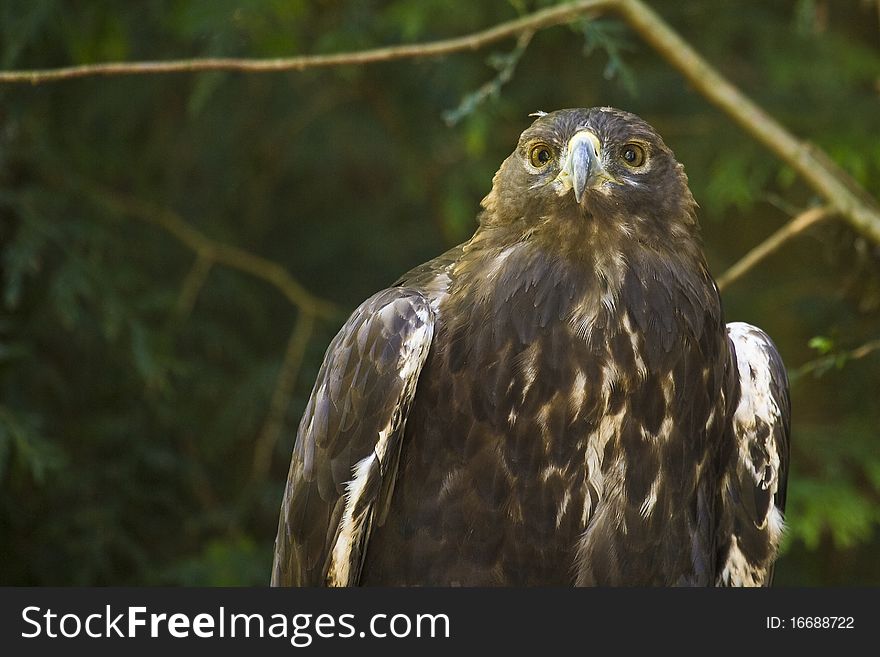 Golden Eagle (Aquila chrysaetos) watches with intent scrutiny for any available prey