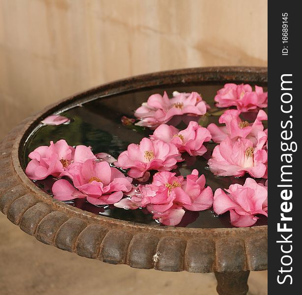 Pink flowers floating peacefully on water. Pink flowers floating peacefully on water