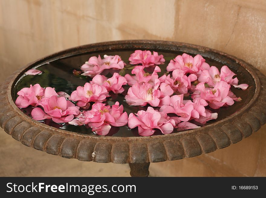 Pink flowers floating peacefully on water. Pink flowers floating peacefully on water