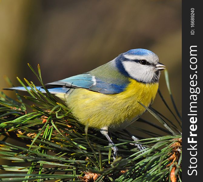 Blue tit on a fir tree branch