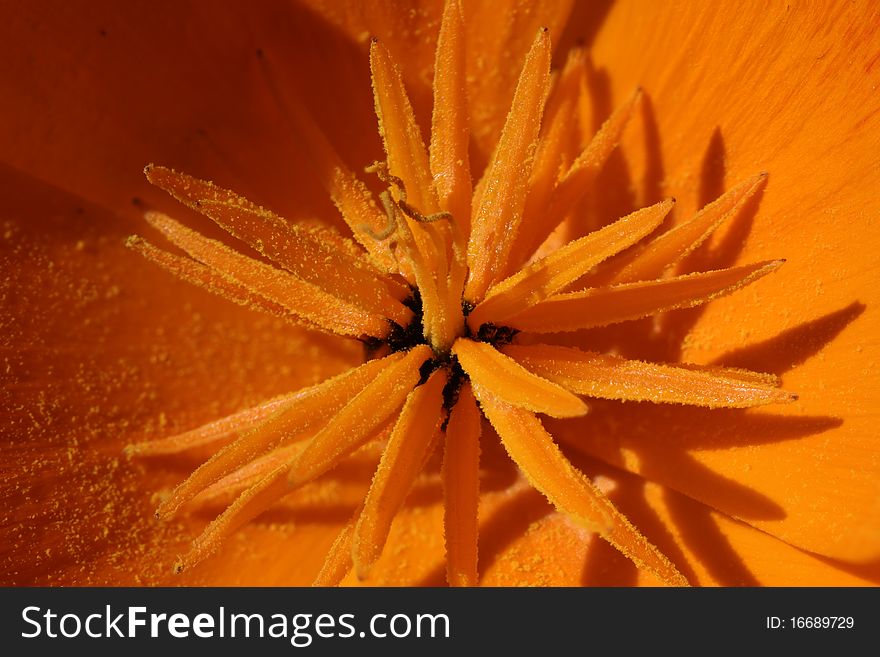 Californian Poppy Macro in orange closeup format filling