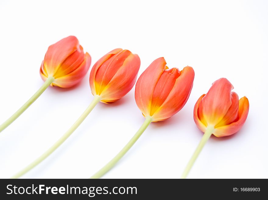 Four Tulips on a white background. Four Tulips on a white background