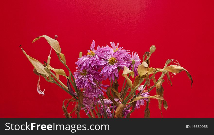 Wilting flowers on a red background. Wilting flowers on a red background