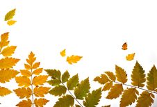 Autumn Leaves Backlit Diagonal Stock Images Autumn Leaves Backlit Diagonal Stock Images