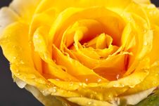 Download Yellow Rose With Rain Drops Free Stock Images Photos 2122041 Stockfreeimages Com Yellowimages Mockups