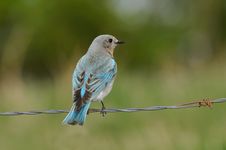 Solitary Female Mountain Bluebird Perched Royalty Free Stock Image Solitary Female Mountain Bluebird Perched Royalty Free Stock Image