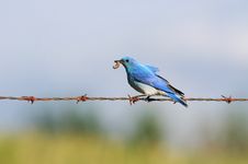 Solitary Male Mountain Bluebird With Grub Stock Images Solitary Male Mountain Bluebird With Grub Stock Images