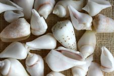Seashells Stock Image