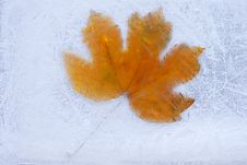 Frozen Maple Leaf. Royalty Free Stock Photo Frozen Maple Leaf. Royalty Free Stock Photo