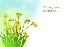 Daffodil Flowers - Spring Card Stock Photo Daffodil Flowers - Spring Card Stock Photo