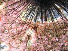 Arrow Head Crab Stock Images Arrow Head Crab Stock Images