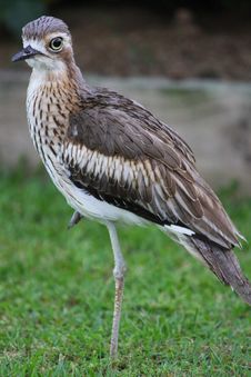 Bush Stone Curlew Royalty Free Stock Photo