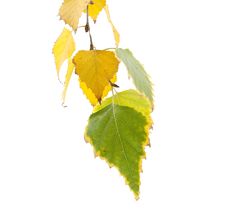 Autumn Birch Leaves Stock Photos Autumn Birch Leaves Stock Photos