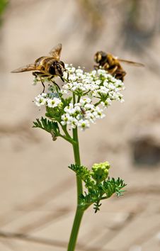 Bee Pollinating Flower Stock Images Bee Pollinating Flower Stock Images