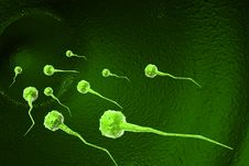 Sperm Cells Royalty Free Stock Photography