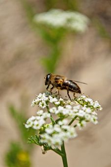 Bee Pollinating Flower Royalty Free Stock Photo Bee Pollinating Flower Royalty Free Stock Photo