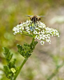 Bee Pollinating Flower Royalty Free Stock Photo Bee Pollinating Flower Royalty Free Stock Photo