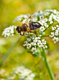 Bee Pollinating Flower Stock Image