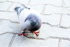 Pigeon Royalty Free Stock Images Pigeon Royalty Free Stock Images