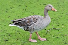 Goose On A Green Grass Royalty Free Stock Images