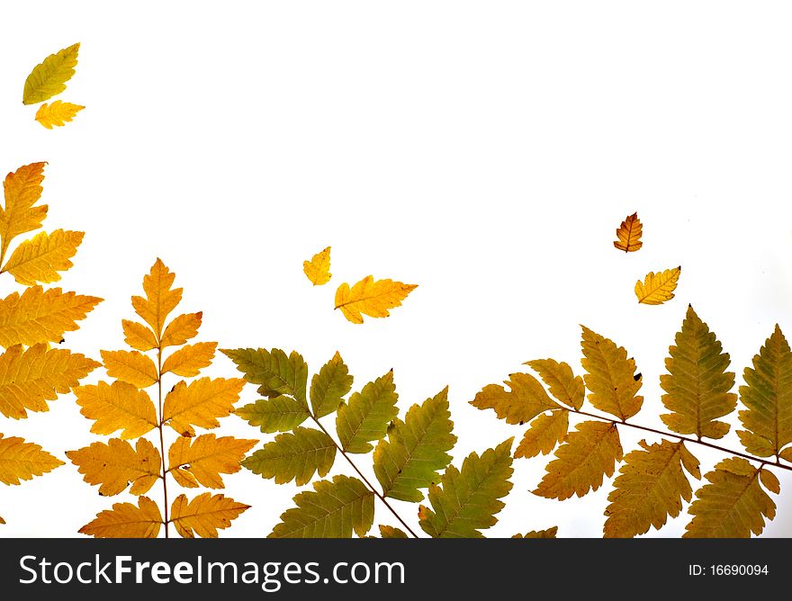 Autumn leaves horizontal shot, over a white background. Autumn leaves horizontal shot, over a white background