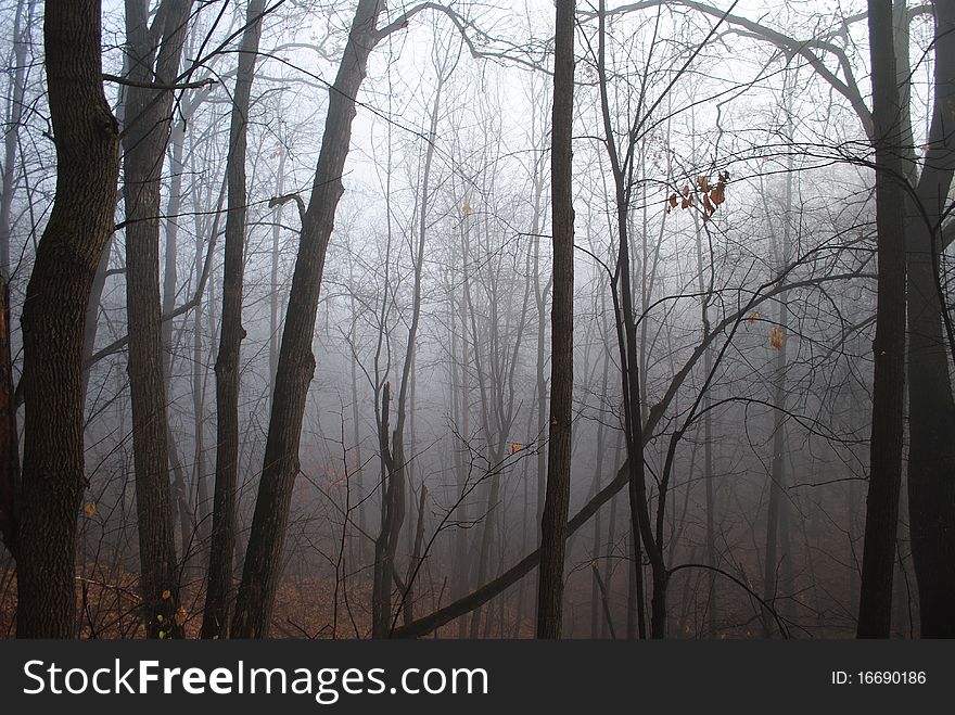 Forest in the mist, fall. Forest in the mist, fall