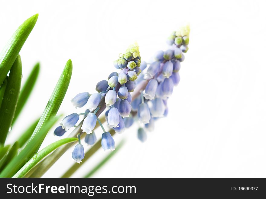 A closeup of blue muscari