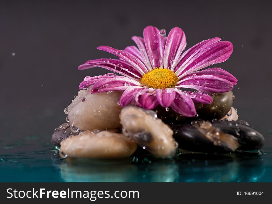 Purple Flower on Rock Formation with Falling Rain Drops. Purple Flower on Rock Formation with Falling Rain Drops