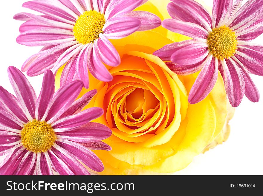 Yellow Rose with Flower Background
