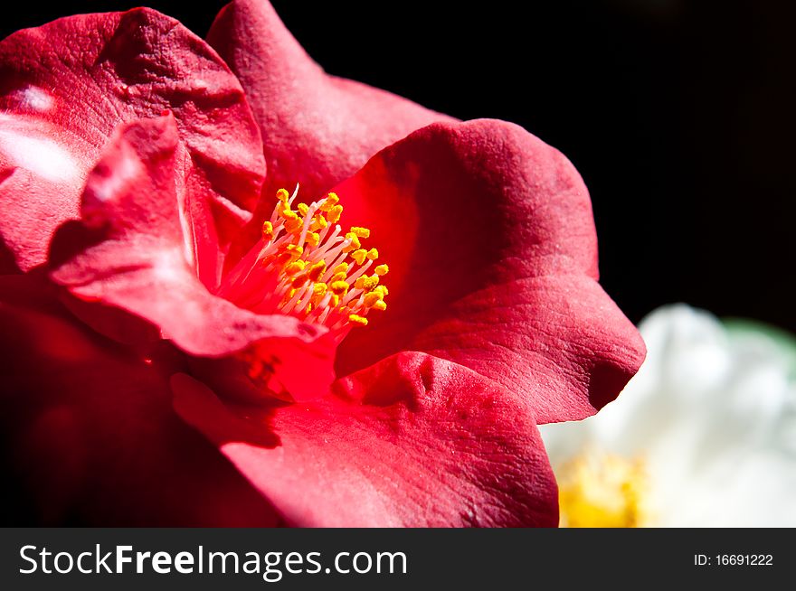 A beautiful Camelia Japonica that is in full bloom, shot with natural window light.