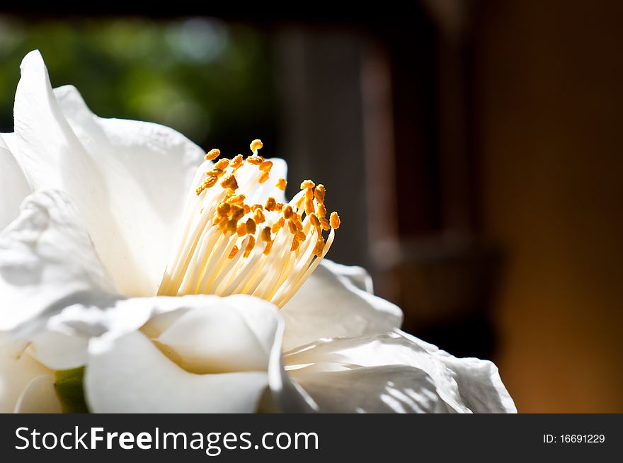 A beautiful Camelia Japonica that is in full bloom, shot with natural window light.