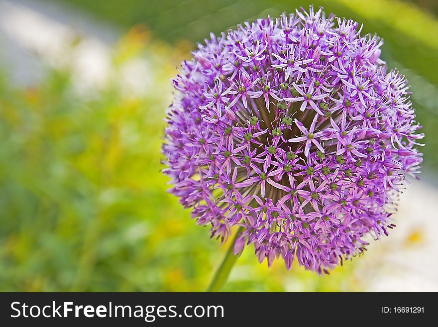 Ramp - allium purple sensation pink format filling. Ramp - allium purple sensation pink format filling