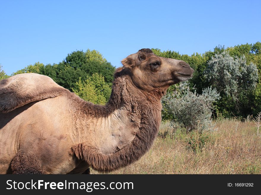 A camel against a summer background