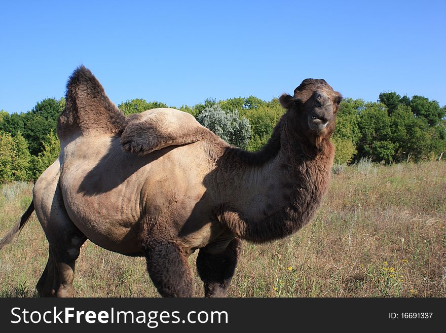 A camel grazing upon the meadow