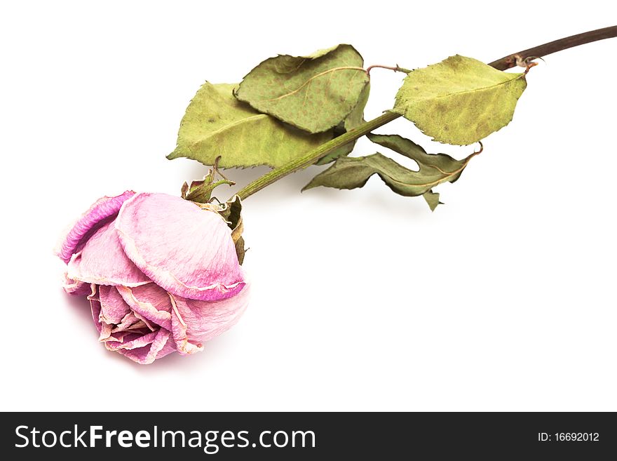 One dry roses on a white background