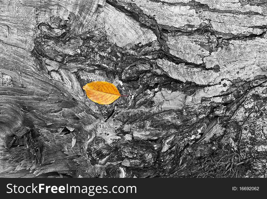 Autumn leaf  on the bark of a log in the woods. Autumn leaf  on the bark of a log in the woods