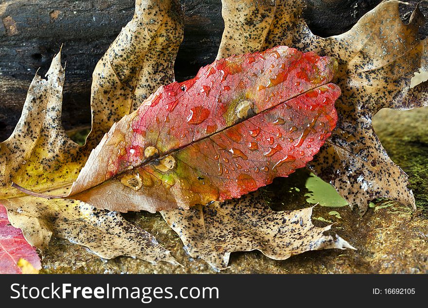 Leaves of autumn in close up on forest floor. Leaves of autumn in close up on forest floor