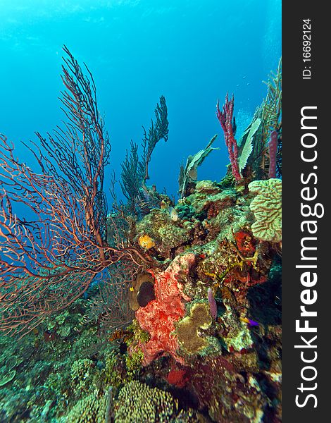 Deep water Gorgonian sea fan with sponges. Deep water Gorgonian sea fan with sponges