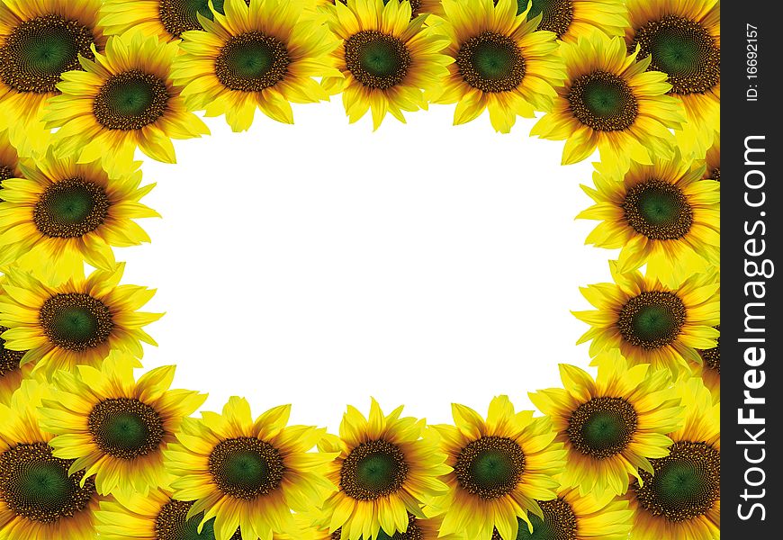sunflower frame on a white background. sunflower frame on a white background