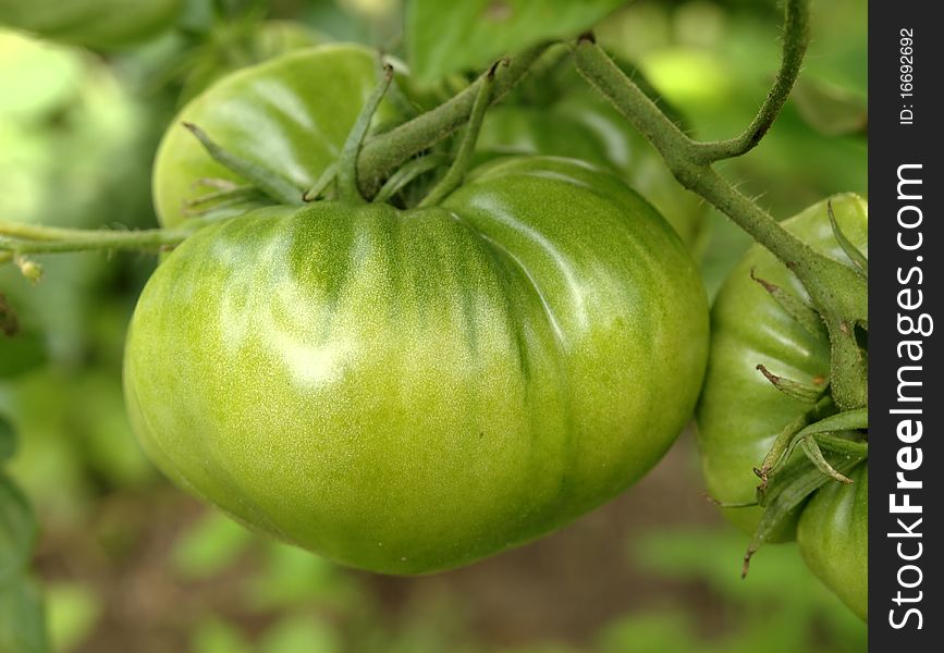 plant tomatoes in the garden