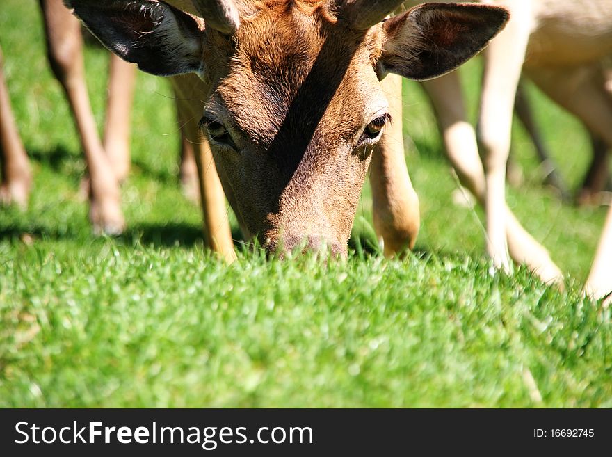 Deer eating grass and looking arround