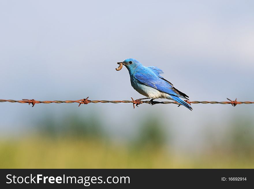 Splitary  Male Mountain Bluebird Perched on barbed wire with grub in beak,. Splitary  Male Mountain Bluebird Perched on barbed wire with grub in beak,