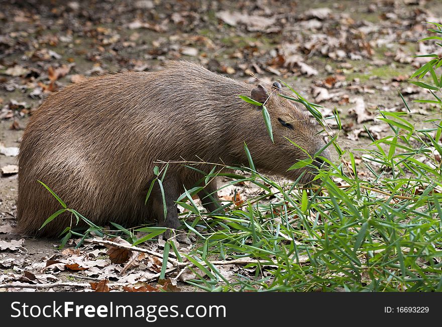 Kapibara eating green bamboo leaves.