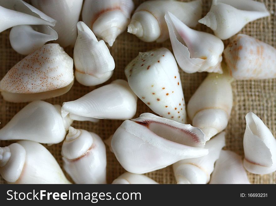 White Seashells from the Maldives island