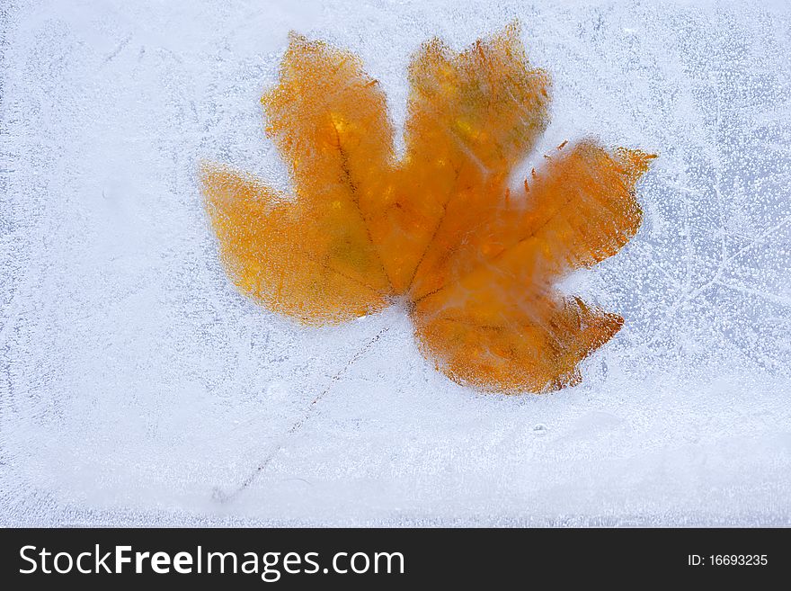 Frozen maple leaf under ice. Frozen maple leaf under ice.