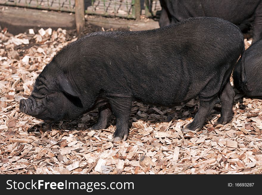 Black Vietnamese Potbelly Pig on the farm.