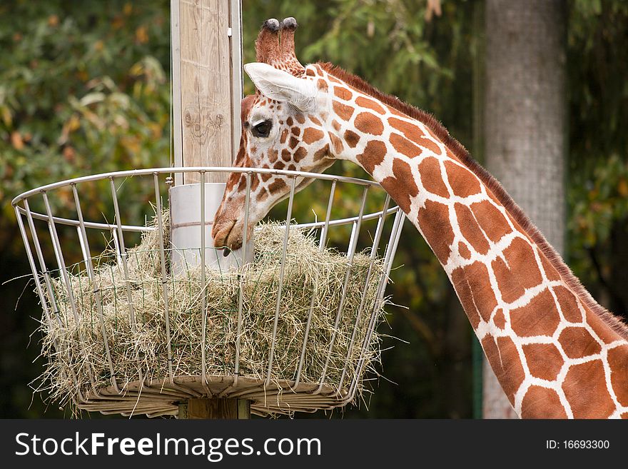 Closeup of the giraffe eating hay from the basket.