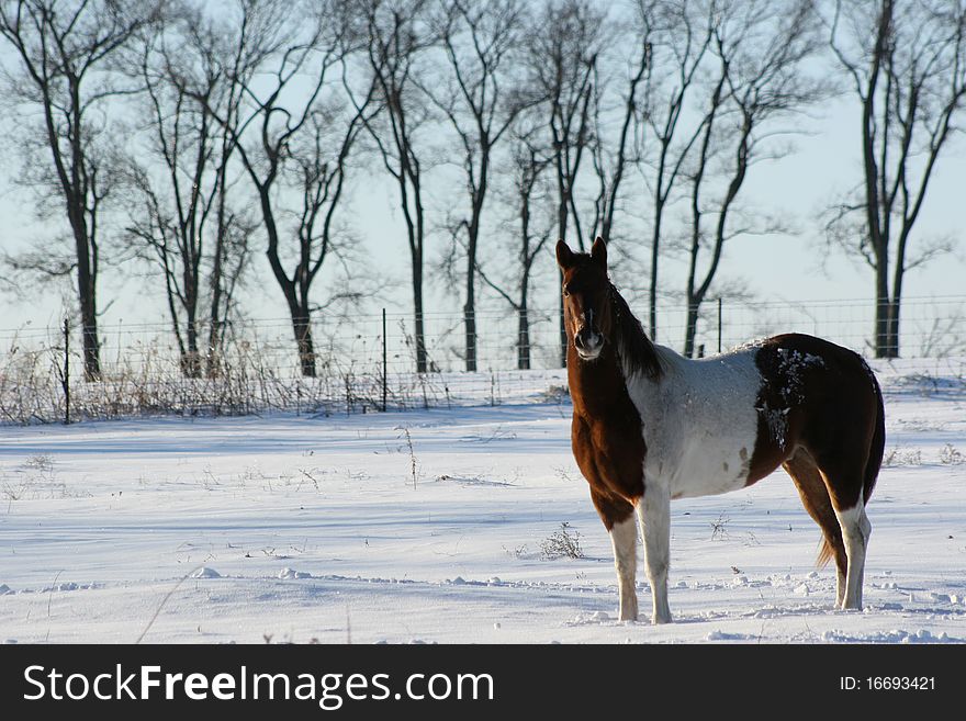 Painted horse standing in the winter snow on a cold day. Painted horse standing in the winter snow on a cold day.