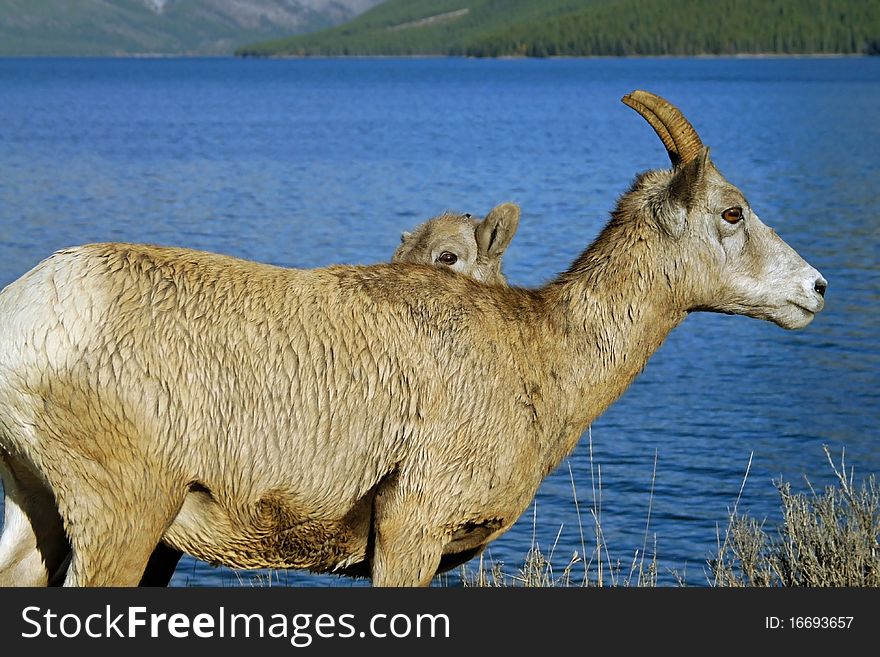 A female bighorn sheep (ewe) with her juvenile offspring (lamb). Banff National Park, Alberta, Canada. A female bighorn sheep (ewe) with her juvenile offspring (lamb). Banff National Park, Alberta, Canada